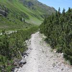 der Weg verläuft nun am Rand eines schönen Legföhrenwald