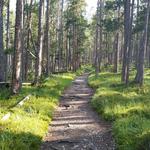 ...verwilderten Föhrenwald von God da-Chamuotschs