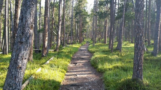 ...verwilderten Föhrenwald von God da-Chamuotschs