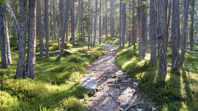auf dem gemütlichen beinahe flachen Waldweg...