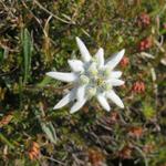 ...und wie viele Edelweiss auf den Rasenhängen zu sehen sind