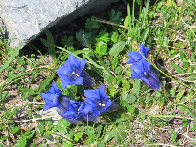 wir sind erstaunt, wie viele Blumen wir direkt am Wegrand bestaunen können,...