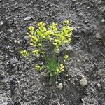 immer wieder fasziniert uns die Natur. Nichts als Schutt und Geröll und trotzdem sind Blumen vorhanden