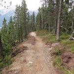 der neue Wanderweg führt uns nun durch einen sehr schönen Bergföhren- und Lärchenwald