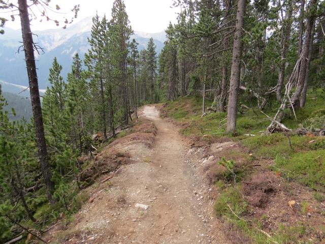 der neue Wanderweg führt uns nun durch einen sehr schönen Bergföhren- und Lärchenwald