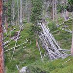 ...belassene Landschaft wo zum Beispiel umgestürzte, auf dem Waldboden vermodernde Bäume auffallen