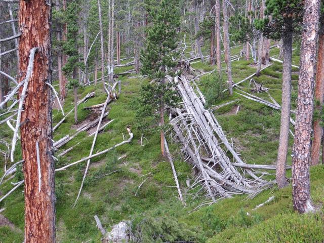 ...belassene Landschaft wo zum Beispiel umgestürzte, auf dem Waldboden vermodernde Bäume auffallen