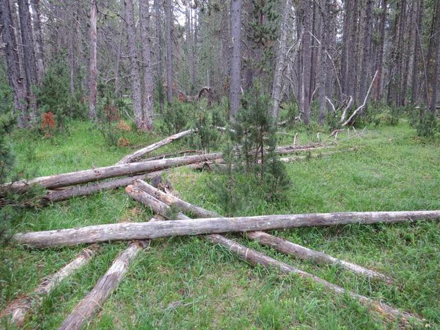 ...und durchqueren wieder einen traumhaften Bergföhrenwald