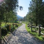 ...und laufen über eine breite Alpstrasse Richtung Ofenpass