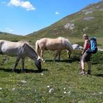 unter anderem auch Haflinger. Uns kommt sofort der Weitwanderweg E5 in den Sinn