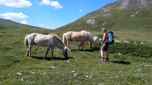 unter anderem auch Haflinger. Uns kommt sofort der Weitwanderweg E5 in den Sinn