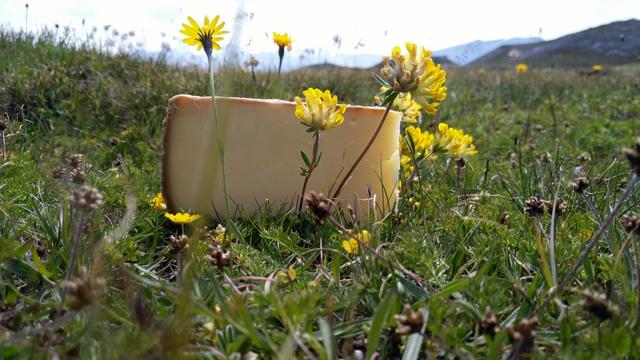 wir geniessen den gekauften Käse von der Alp Astras