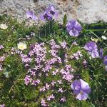 so ein Blumenstrauss kann nur die Natur zusammenstellen