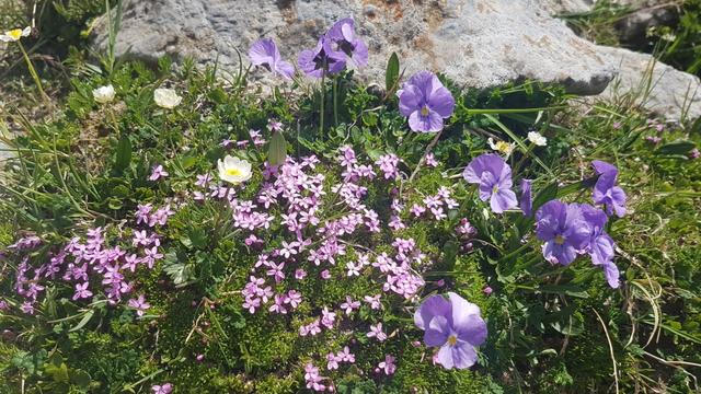 so ein Blumenstrauss kann nur die Natur zusammenstellen