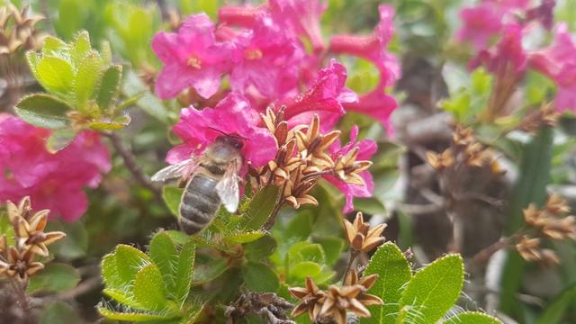 die Natur ist einfach unglaublich! In dieser Steinwüste sind Blumen und sogar Bienen zu sehen