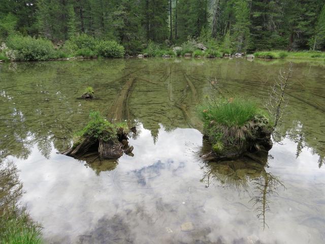 vorbei an verwunschenen Seen, aus denen wilde Baumstrunke ragen...