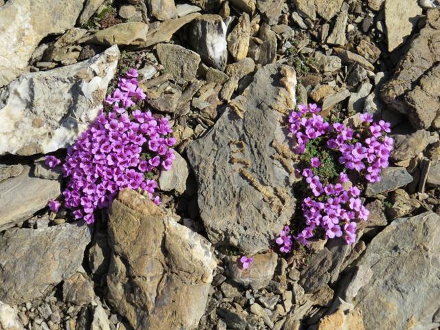 uns erstaunt es noch heute immer wieder, das sich Pflanzen in so einer Steinwüste behaupten können