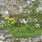 langsam aber sicher, ändert die Farbe von grau zu grün und wird farbiger