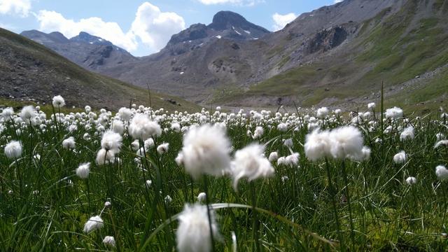 ...die ganze Ebene ist überdeckt mit Scheuchzers Wollgras