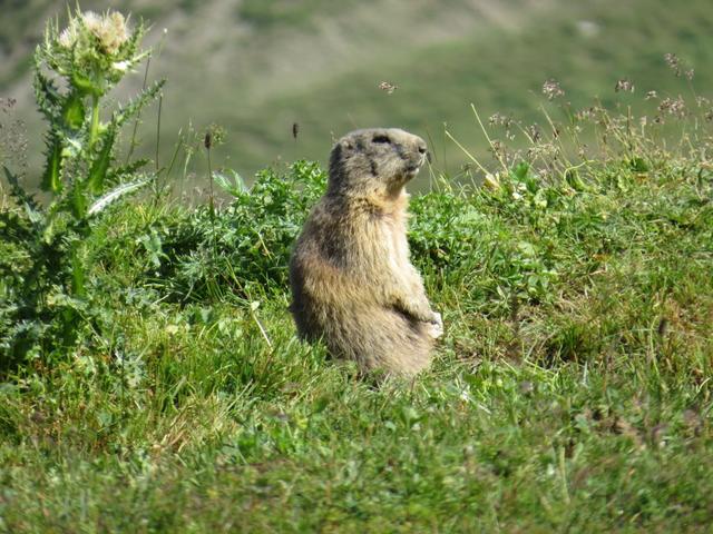 nicht nur die Murmeltiere sondern auch wir, sind von diesem Panorama begeistert