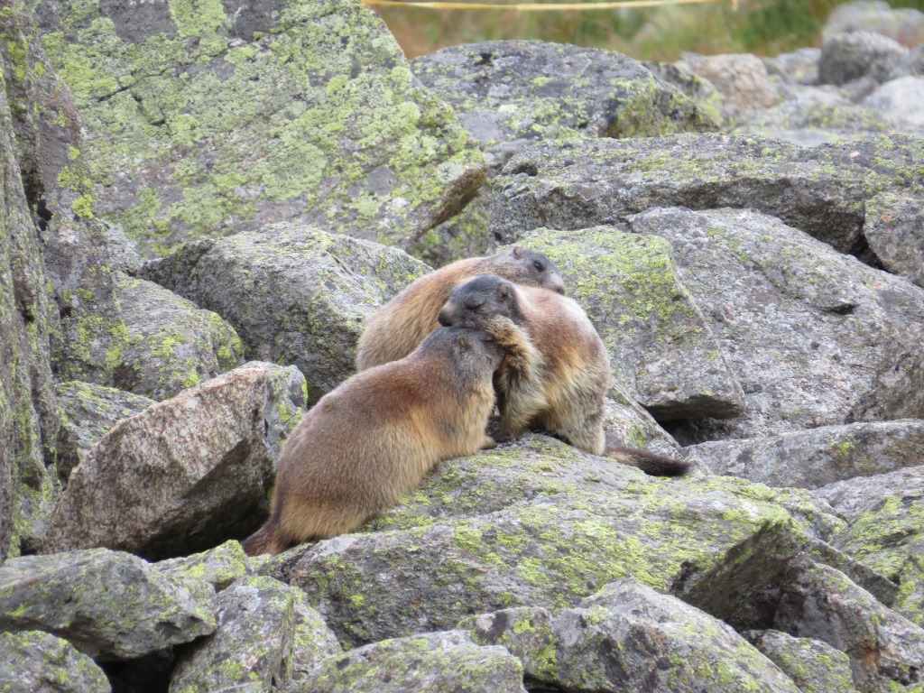 so viele Murmeltiere, die nicht sofort in den Bau verschwinden, sieht man eher selten