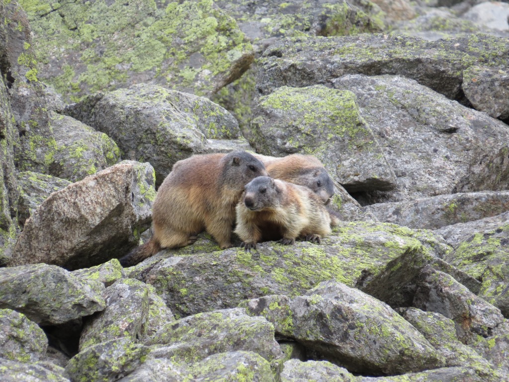 so viele Murmeltiere, die nicht sofort in den Bau verschwinden, sieht man eher selten