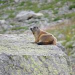 so viele Murmeltiere, die nicht sofort in den Bau verschwinden, sieht man eher selten