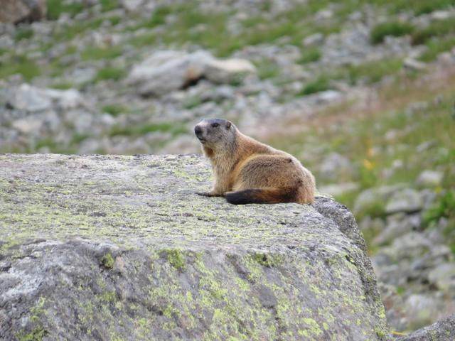 so viele Murmeltiere, die nicht sofort in den Bau verschwinden, sieht man eher selten