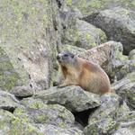 so viele Murmeltiere, die nicht sofort in den Bau verschwinden, sieht man eher selten