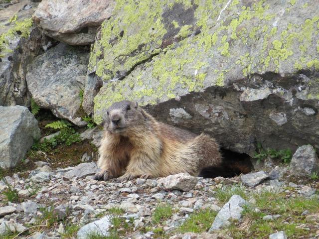 begleitet von neugierigen Murmeltiere