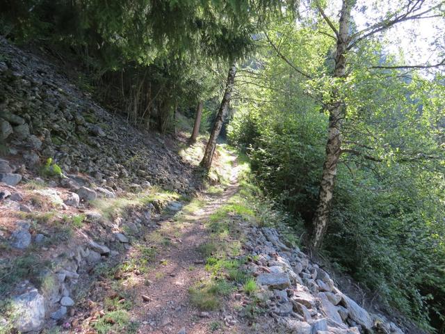 der schmale Weg führt im Schatten von Haselsträuchern und Birken...