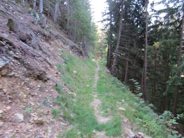 wir folgen einen schmalen Weg, der nun grösstenteils durch lichten Fichtenmischwald führt
