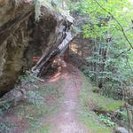 in stetem Auf und Ab folgen wir immer dem Hauptweg durch den Wald