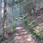 ...windet sich der schmale Weg mal durch den Wald von Bel Vündül,...
