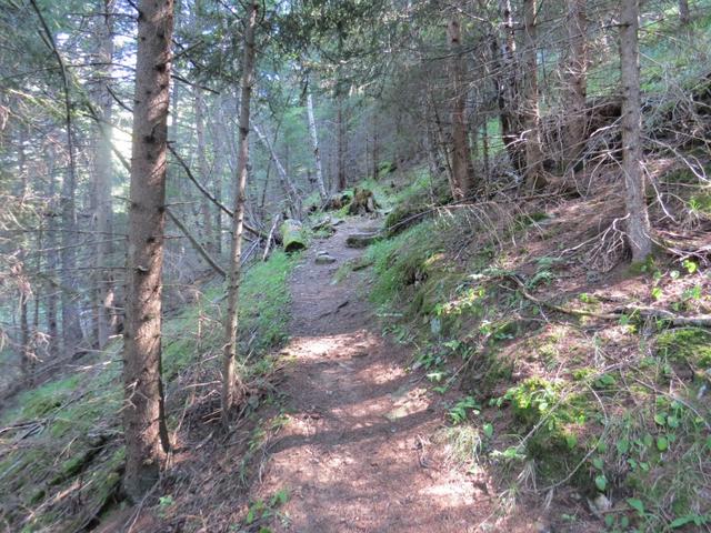 ...windet sich der schmale Weg mal durch den Wald von Bel Vündül,...