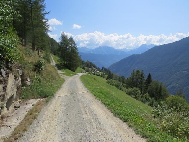 teilweise recht steil geht es durch den Wald 1491 m.ü.M. hinab, bis wir auf einen Fahrweg treffen