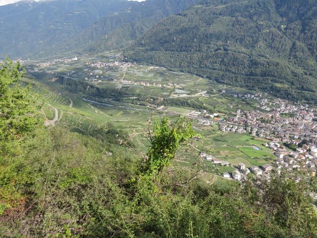 aber auch wir geniessen eine fantastische Aussicht auf das Veltlin, an dessen Hängen sich die Weinberge hinaufziehen