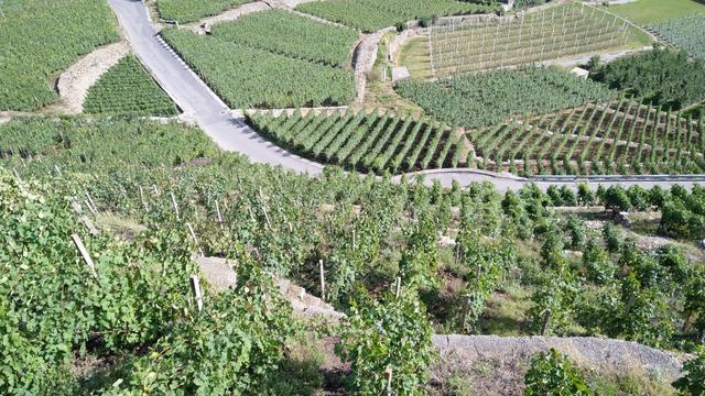 der Steillagenweinbau und die Südausrichtung bewirken eine starke Sonneneinstrahlung