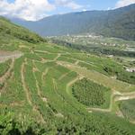 den spät reifenden Nebbiolo-Trauben wird so meist ein optimales Ausreifen ermöglicht