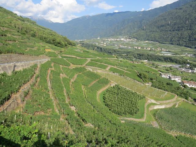 den spät reifenden Nebbiolo-Trauben wird so meist ein optimales Ausreifen ermöglicht