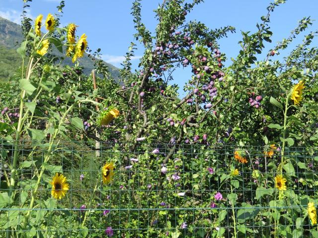 aber nicht nur Wein, sondern auch Obst, wird in dieser Region angepflanzt und geerntet