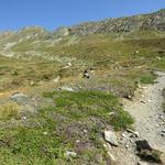 der Wanderwegweg führt uns nun steiler hinauf zum Talende des Val Glims