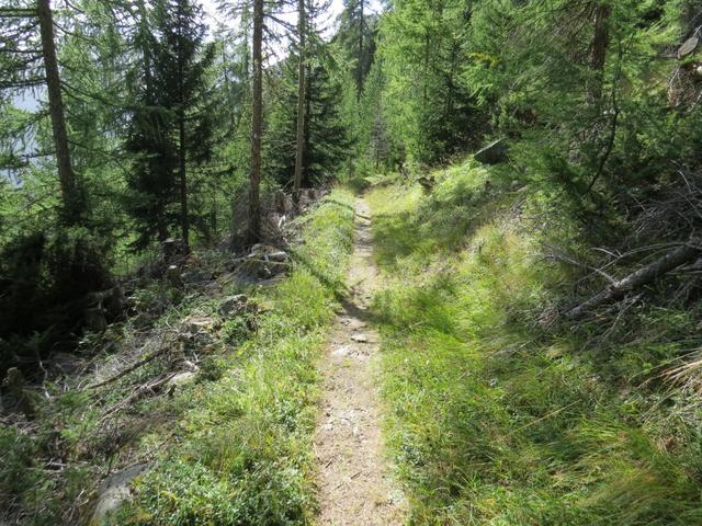 die grossen Schleifen der Alpstrasse abkürzend...