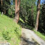 nun geht es durch den Wald abwärts, bis der Fahrweg nach einer Serpentine an den Rand einer Lichtung kommt