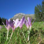 wir überqueren eine Wiese die mit Herbstzeitlosen übersät ist