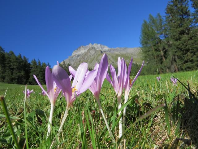 wir überqueren eine Wiese die mit Herbstzeitlosen übersät ist