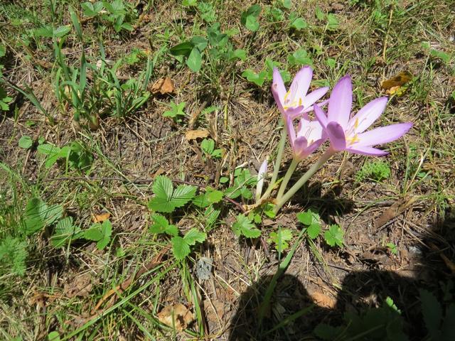 blüht die Herbstzeitlose, kann man sicher sein, das der Sommer langsam aber sicher vorbei ist