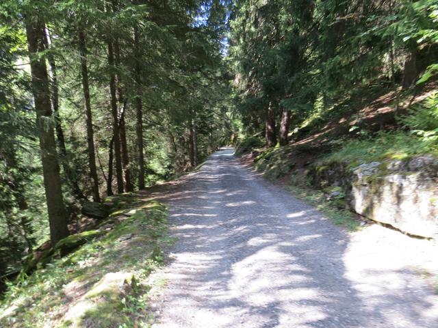 ...und gehen auf leicht abwärts führendem Fahrweg durch den nun etwas dichteren Wald