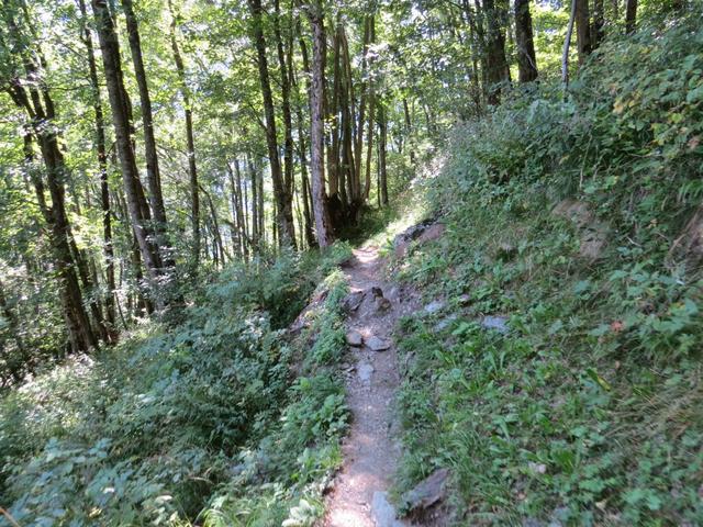 nun geht es durch den Laubwald von Guaita Plana