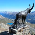 ...auch der Steinbock ist von diesem Panorama überwältigt